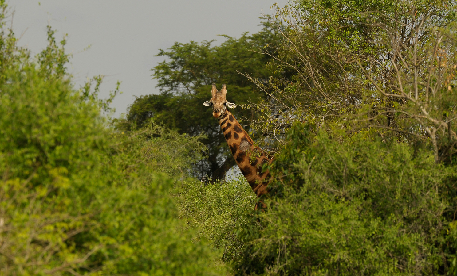 Giraffa camelopardalis rothschildi [400 mm, 1/2500 sec at f / 7.1, ISO 800]
